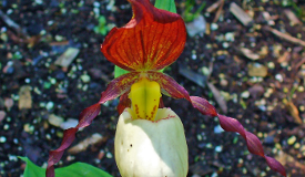 Cypripedium pubescens